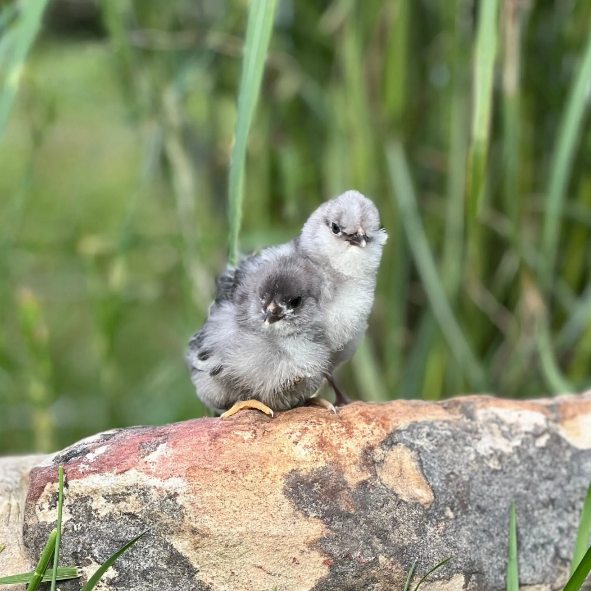 Baby Chicks: Green Queen Easter Egger Bantam